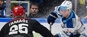 Zápas Tipsport ELH, Mountfield HK vs. Kometa Brno, na kotouči Adam Zbořil (Kometa) Zápas Tipsport ELH, Mountfield HK vs. Kometa Brno, na kotouči Adam Zbořil (Kometa)